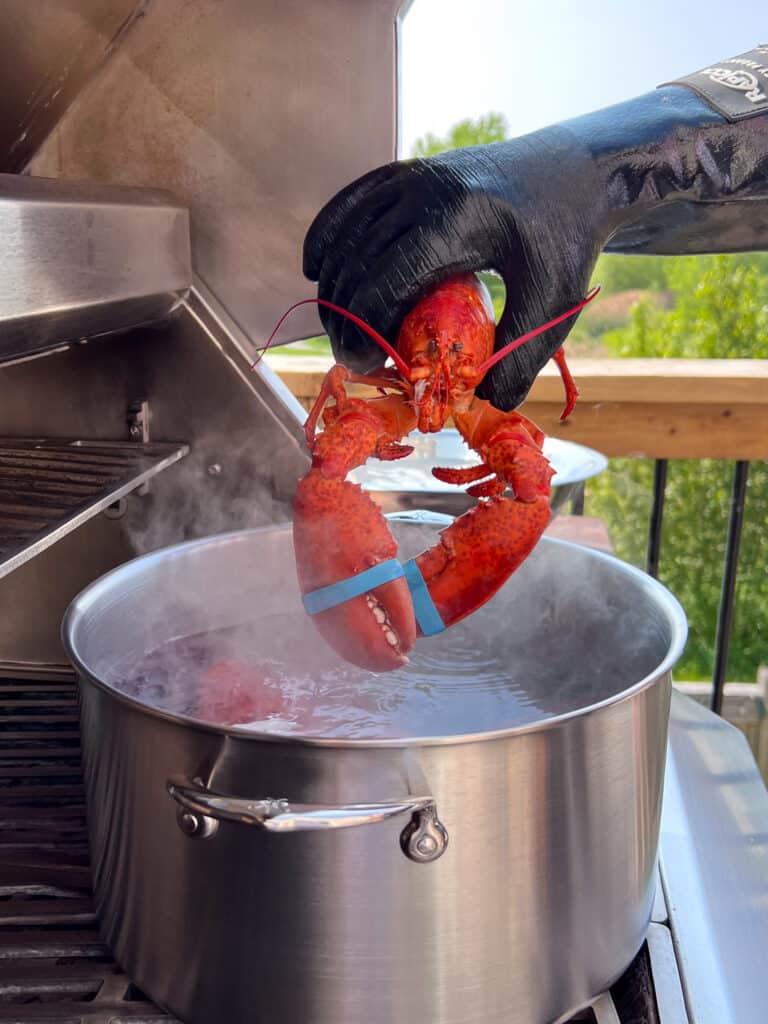 A boiled lobster coming out of a boiling pot of water.