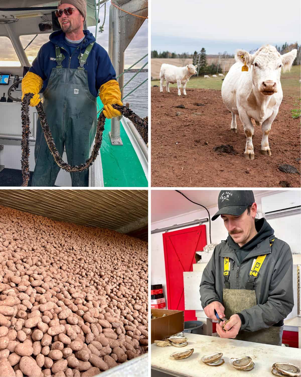 Discover Canada’s Food Island - Oyster, Mussel, Potato and Beef farming