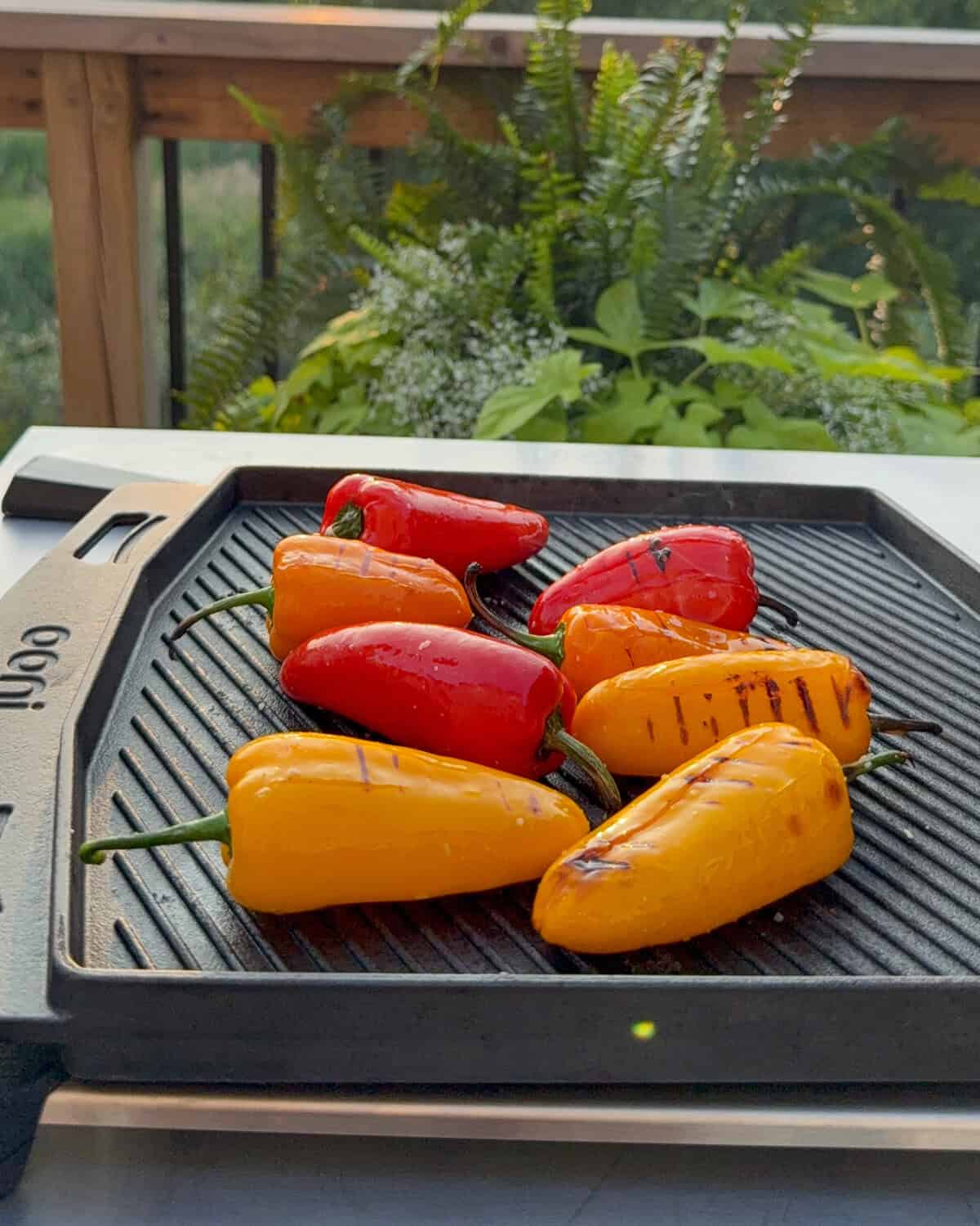 Blistering mini peppers on a cast iron Ooni grizzler.