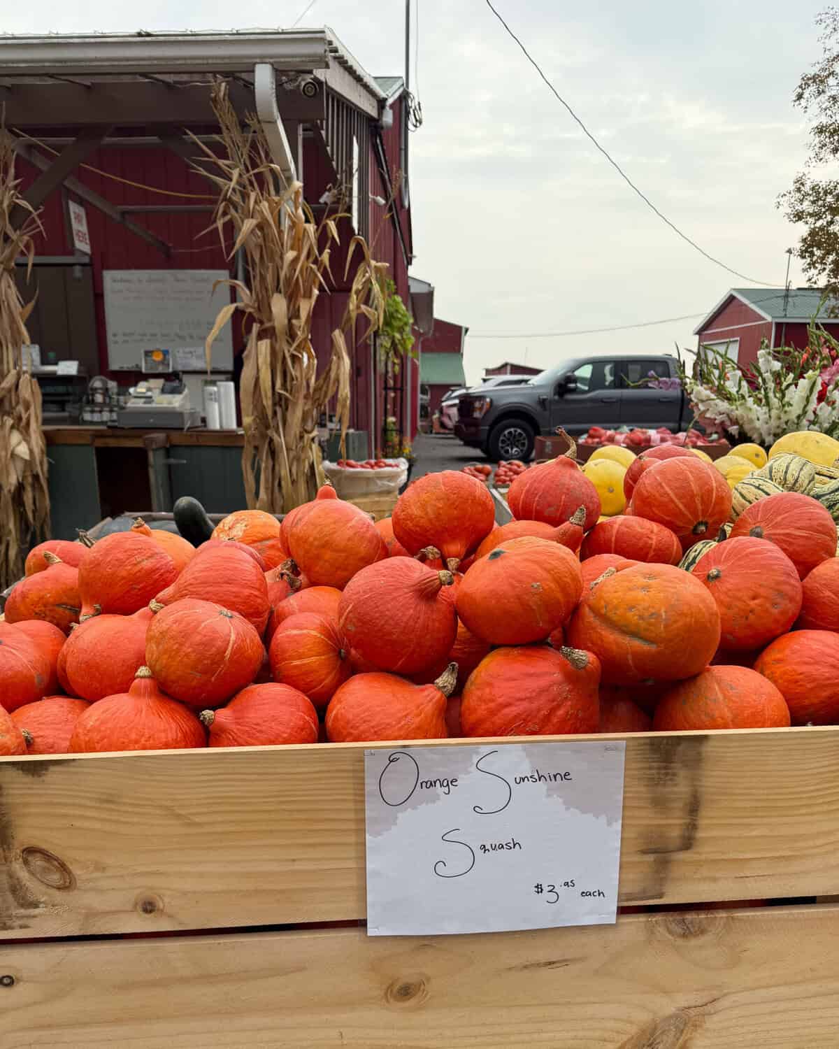 Orange sunshine squash in a big bin at a farmers' market.