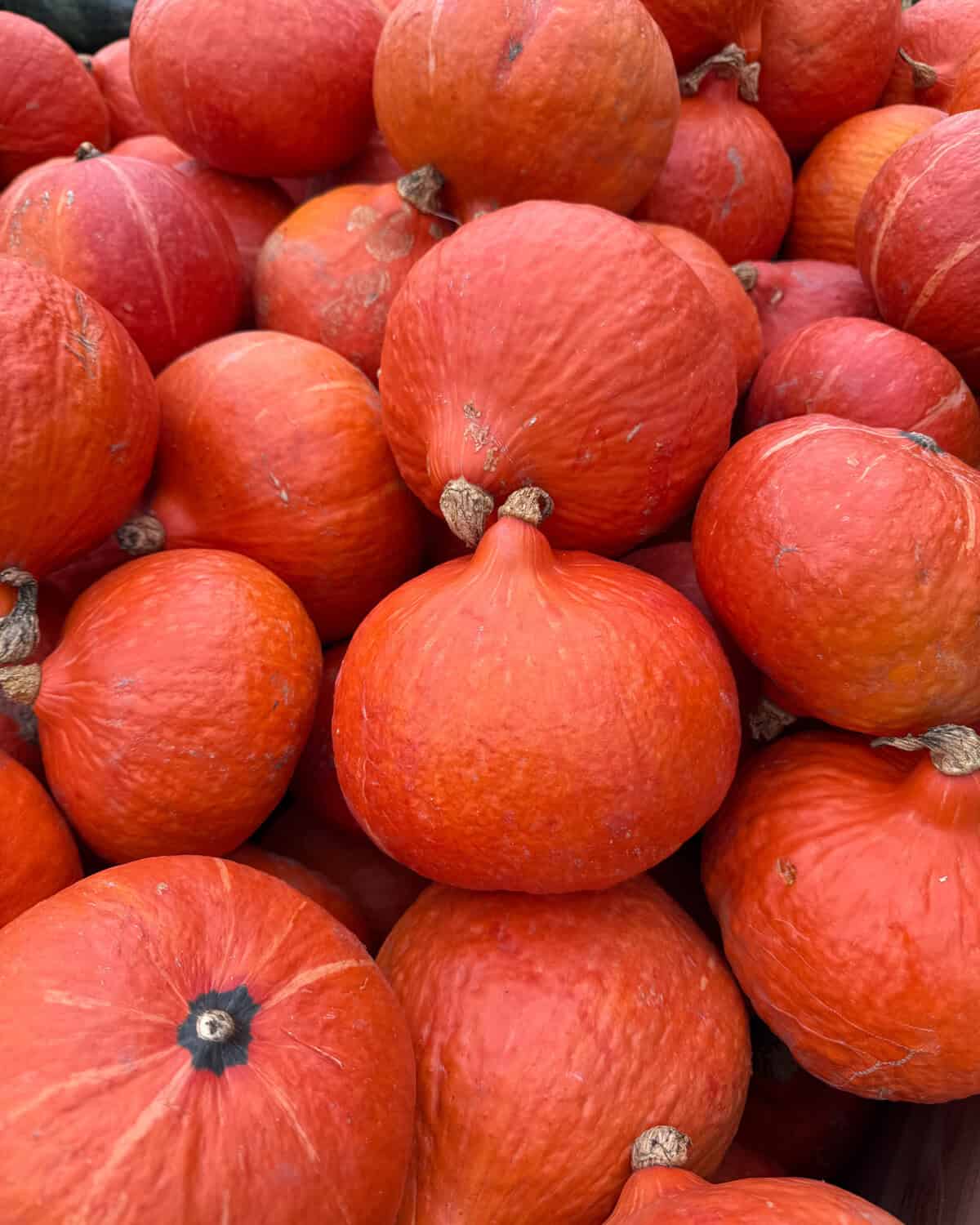A close-up image of several orange sunshine squash.